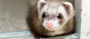 Le furet : un compagnon curieux et attachant